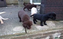 Labrador Retriever dogs for sale: Labradors puppys - Image 5