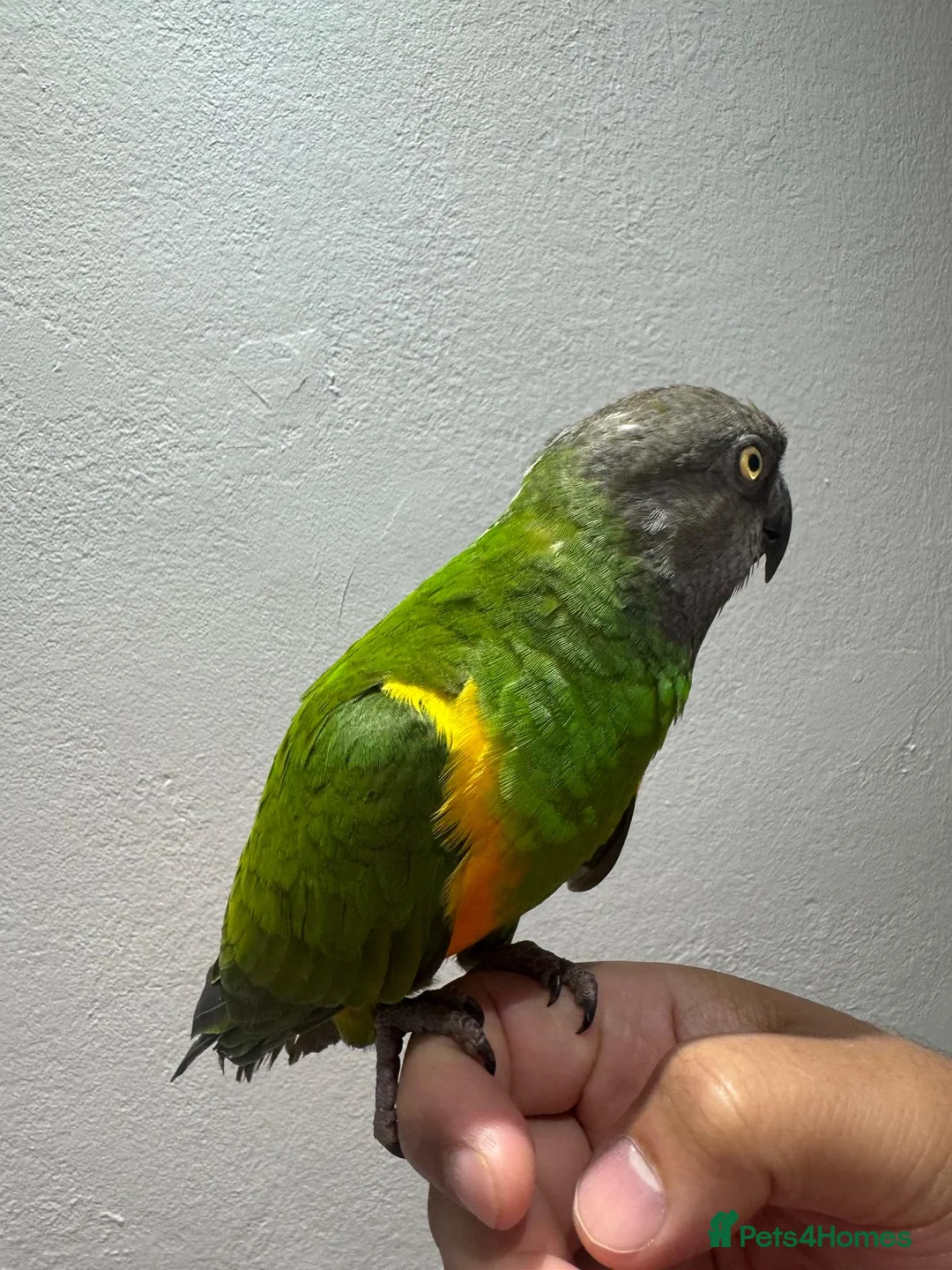 Parakeets birds for sale: Senegal Parrot Tamed  - Advert 2