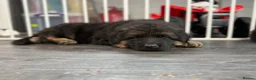 German Shepherd dogs for sale: Huge top quality 4th generation KC puppies - Advert 22