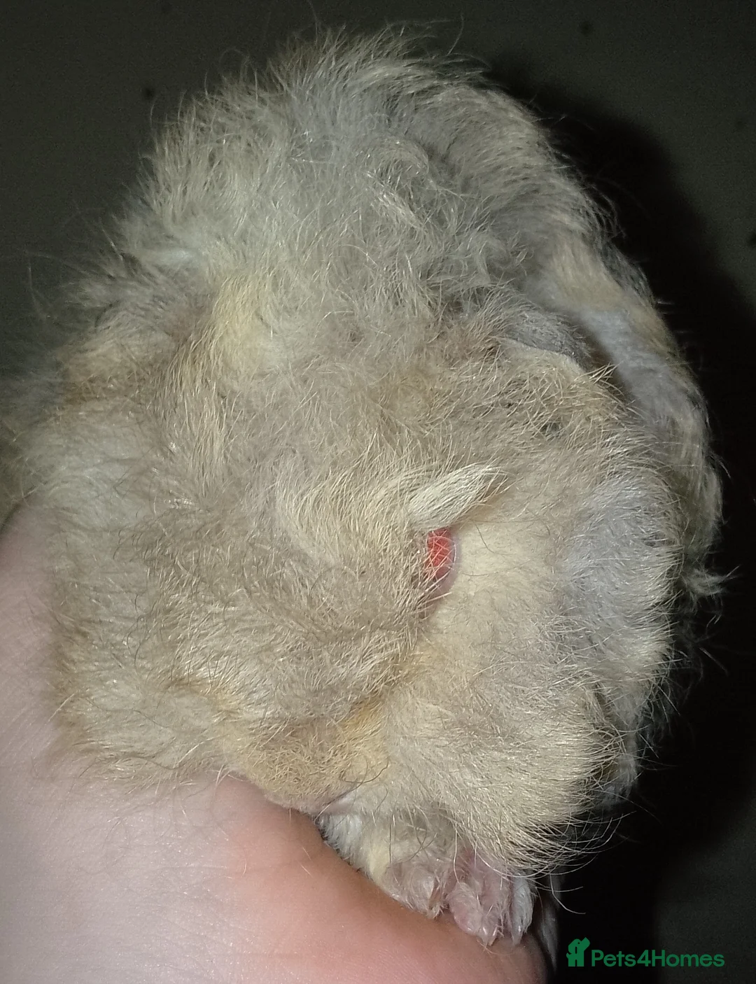 Guinea Pig rodents for sale: I have lovely yark x lunkarya boar for sale  - Advert 3