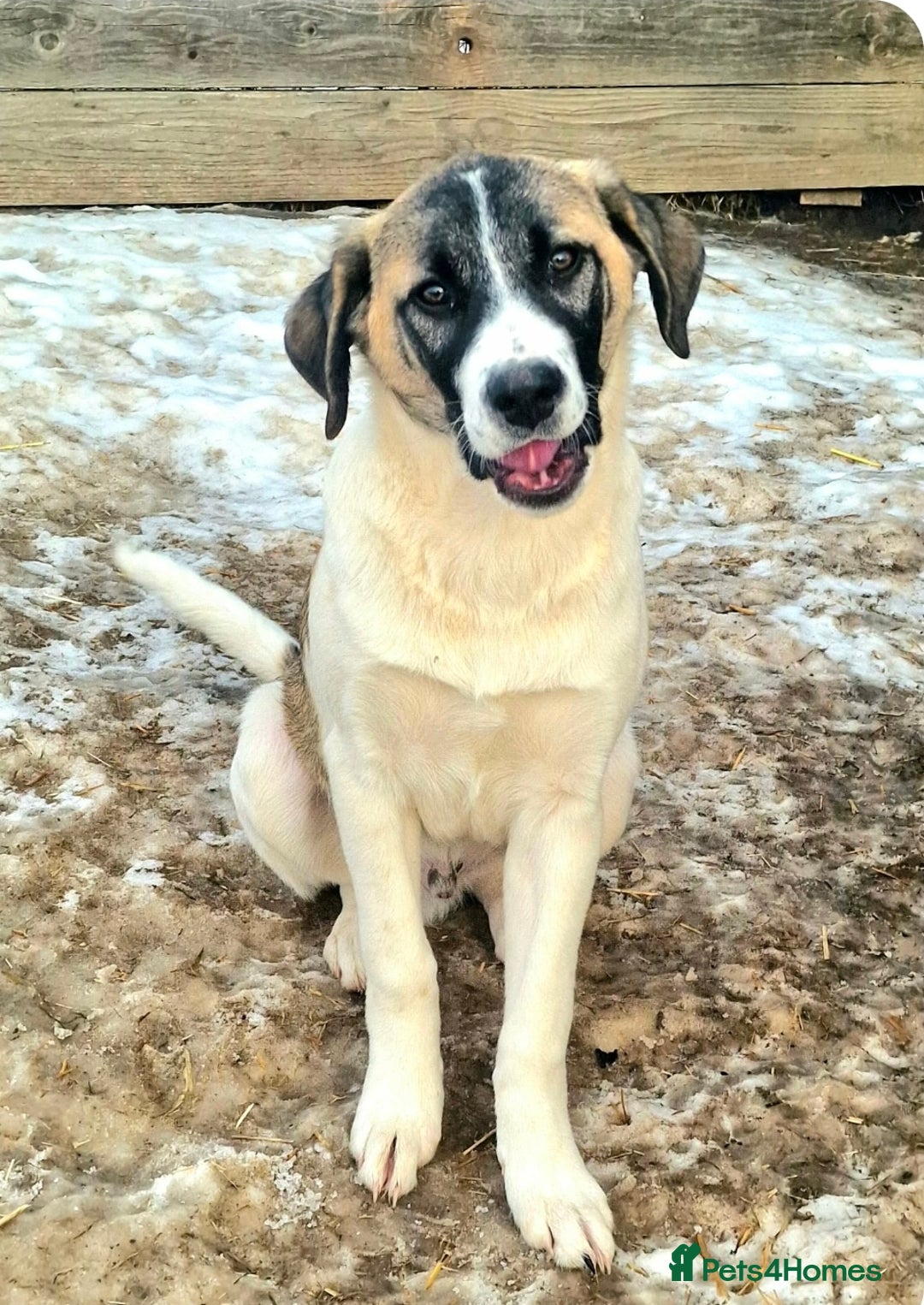 Mixed Breed dogs for adoption: DAVE (FOSTER TO ADOPT)  - Advert 1