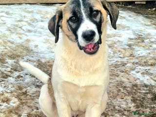 Mixed Breed dogs DAVE (FOSTER TO ADOPT) - Advert 2