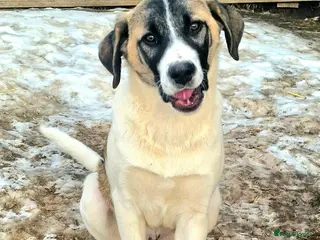 Mixed Breed dogs DAVE (FOSTER TO ADOPT) - Advert 5