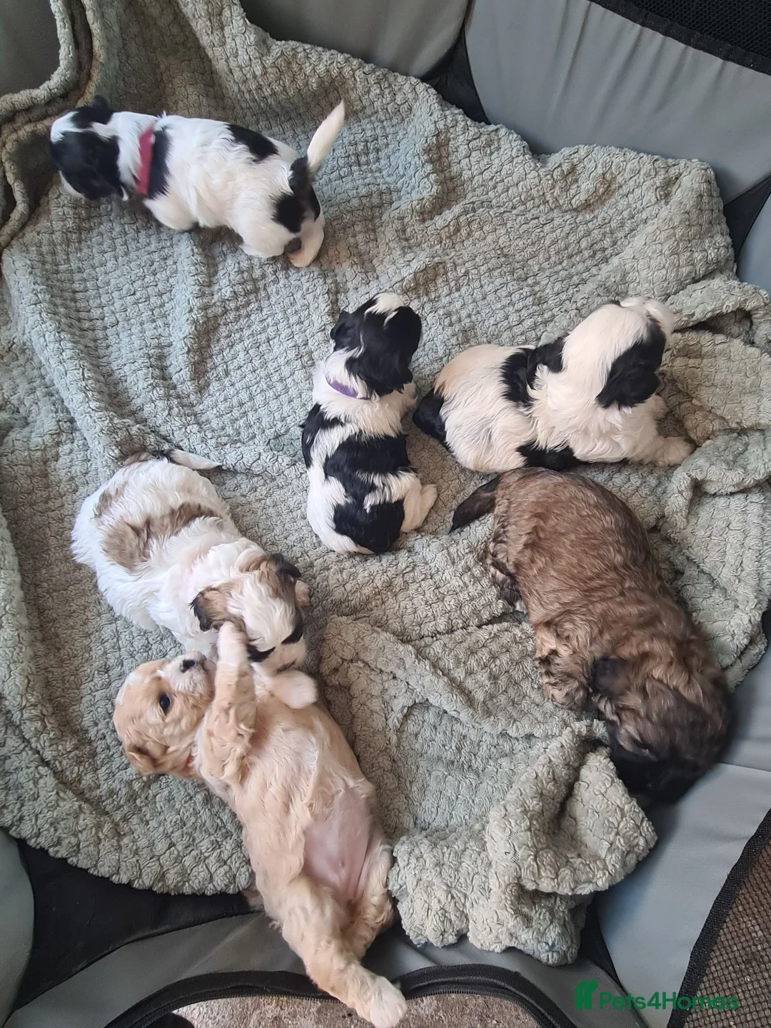 Shihpoo dogs for sale: Shihpoo puppys - Advert 18