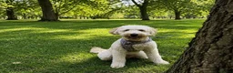 Goldendoodle dogs for sale: Beautiful Standard Goldendoodle Female - Advert 5