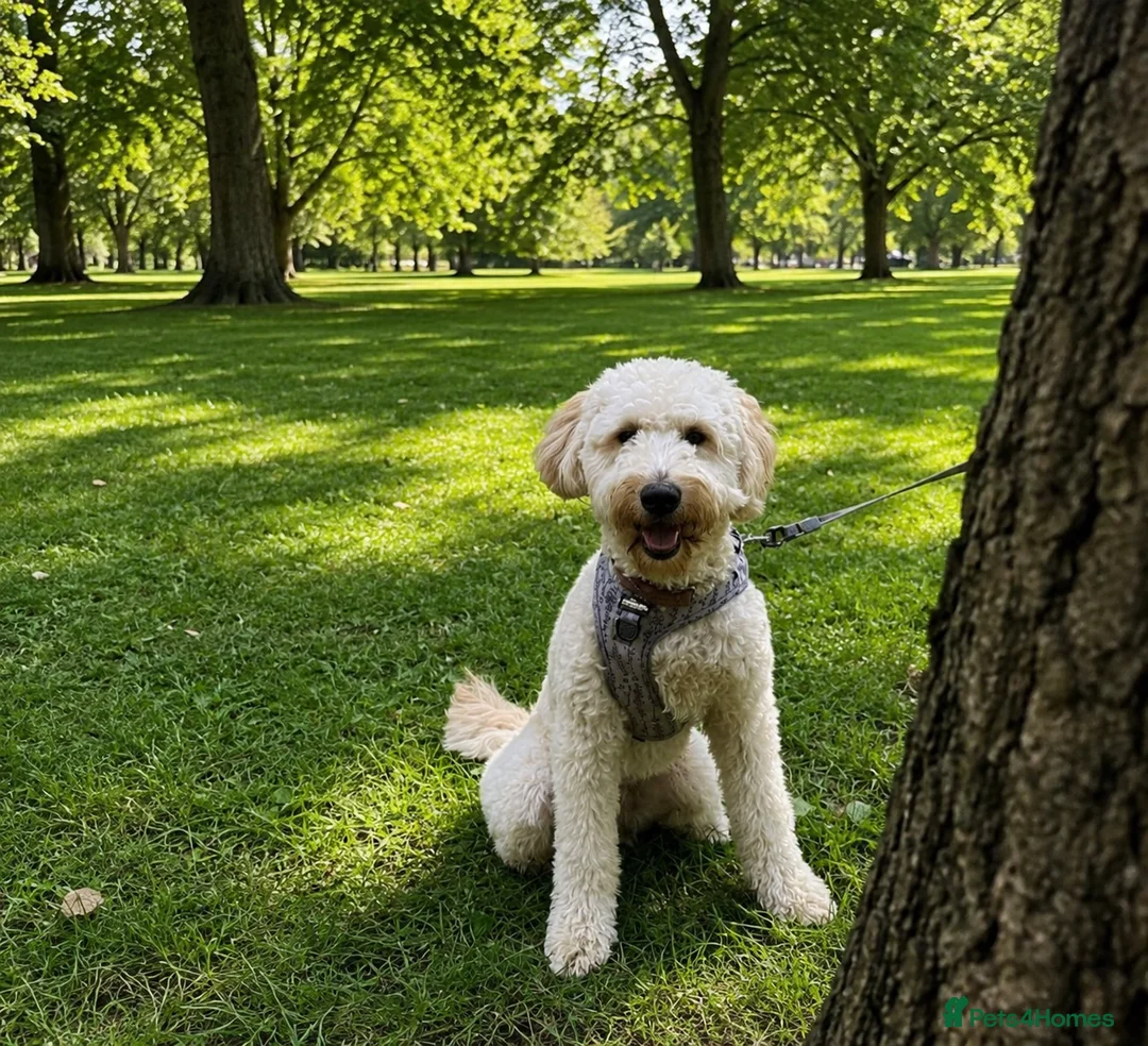 Goldendoodle dogs for sale: Beautiful Standard Goldendoodle Female - Advert 5