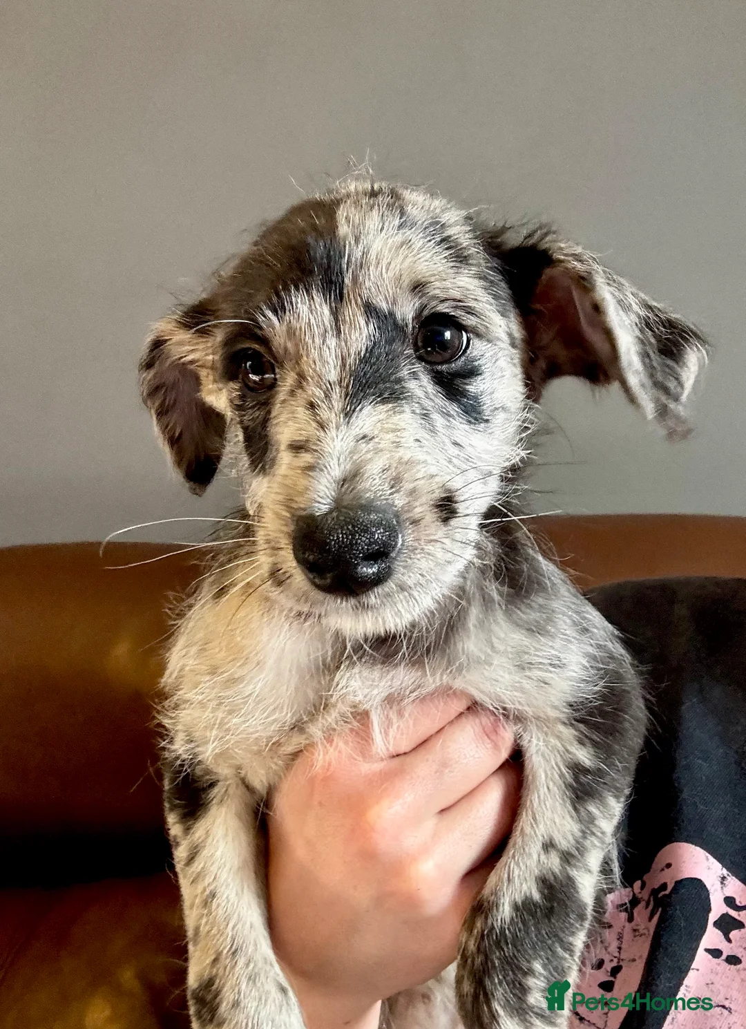 Mixed Breed dogs for sale: Whippet x Poodle READY NOW - Advert 33