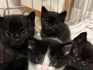 Domestic Shorthair cats Beautiful Black Kittens in Watford - Advert 3