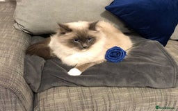 Ragdoll cats for sale: Mr oreo  - Advert 4