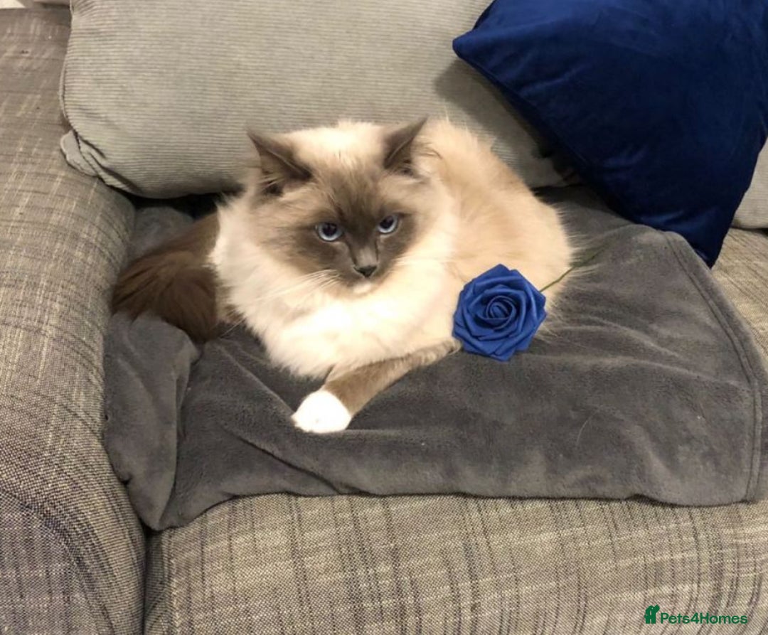 Ragdoll cats for sale: Mr oreo  - Advert 4