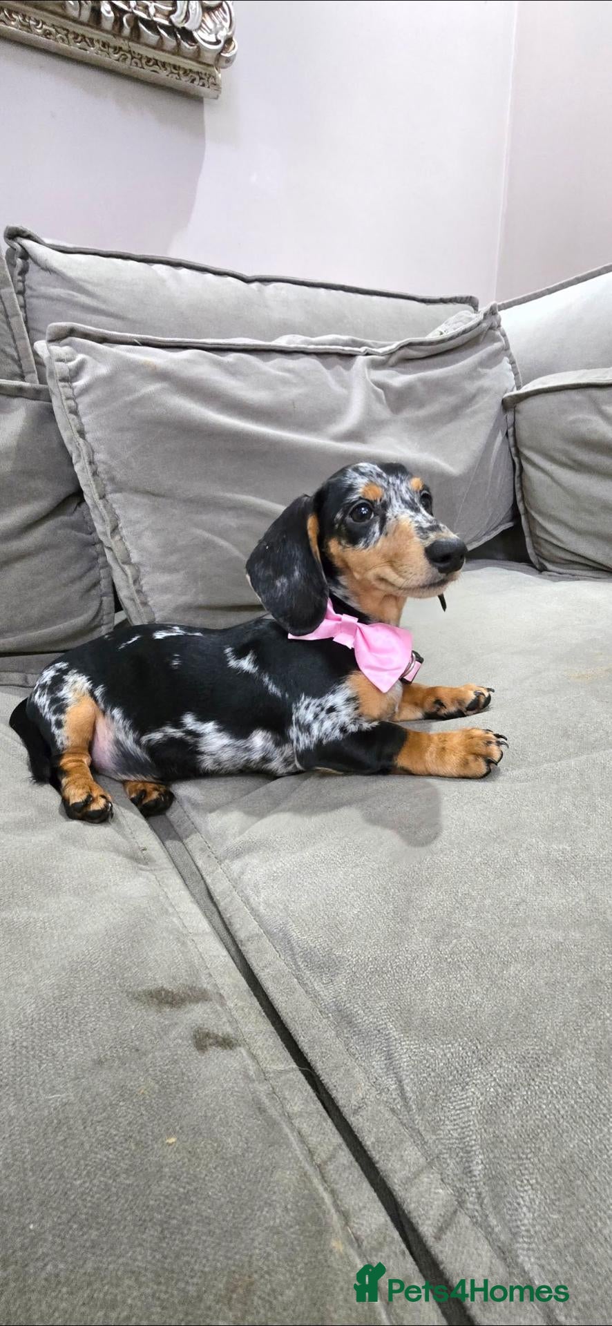 Miniature Dachshund dogs Black Dapple shorthair girl  - Advert 1