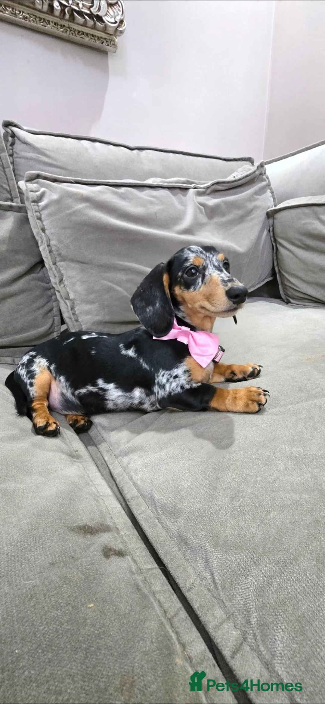 Miniature Dachshund dogs for sale: Black Dapple shorthair girl  - Advert 1