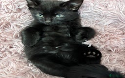 Mixed Breed cats for sale: Female kitten for sale - Image 2