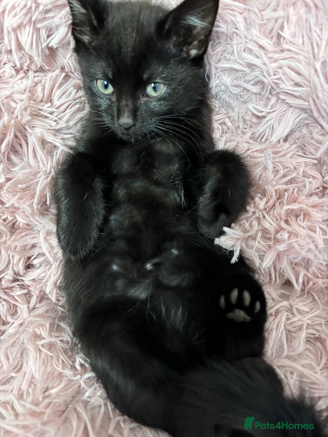 Mixed Breed cats for sale: Female kitten for sale - Image 2
