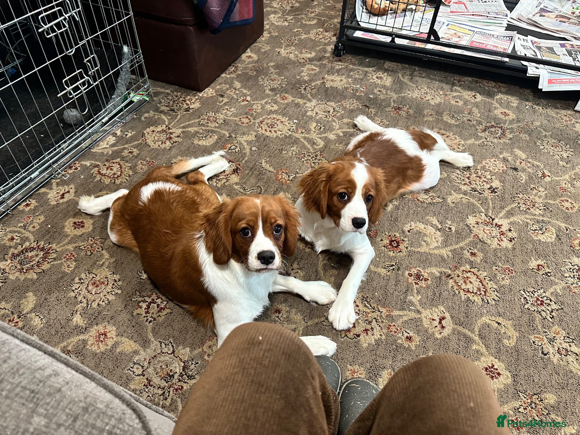 Cavalier King Charles Spaniel dogs KC Blenheim cavalier King Charles spaniels  - Advert 8