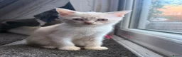 Bengal cats for sale: Bengal cross kittens  - Advert 5
