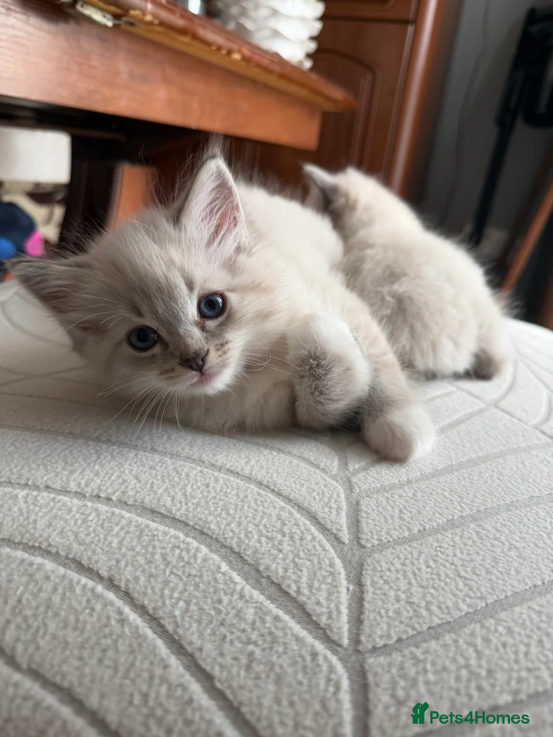 Ragdoll cats for sale: Kittens For Sale Cute small Ragdoll - Advert 12