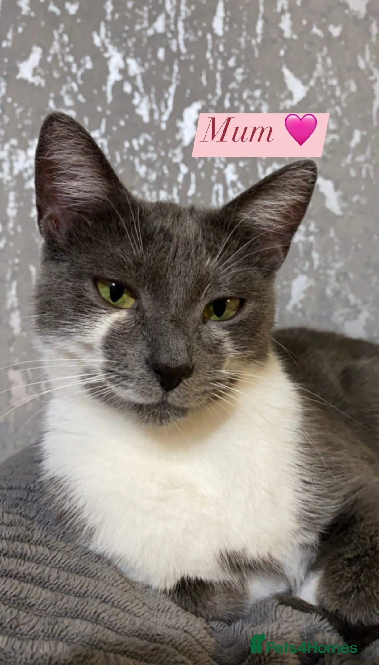 British Shorthair cats 🐱Blue&Felix- Bonded brother & Sister💛 - Advert 6