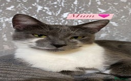 British Shorthair cats for sale: 🐱Blue&Felix- Bonded brother & Sister💛 - Advert 1