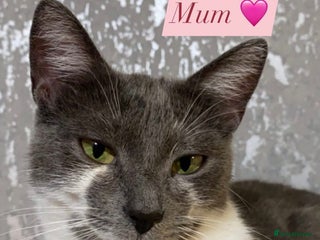 British Shorthair cats for sale: 🐱Blue&Felix- Bonded brother & Sister💛 - Advert 1