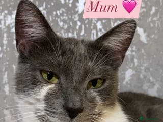 British Shorthair cats 🐱Blue&Felix- Bonded brother & Sister💛 - Advert 8