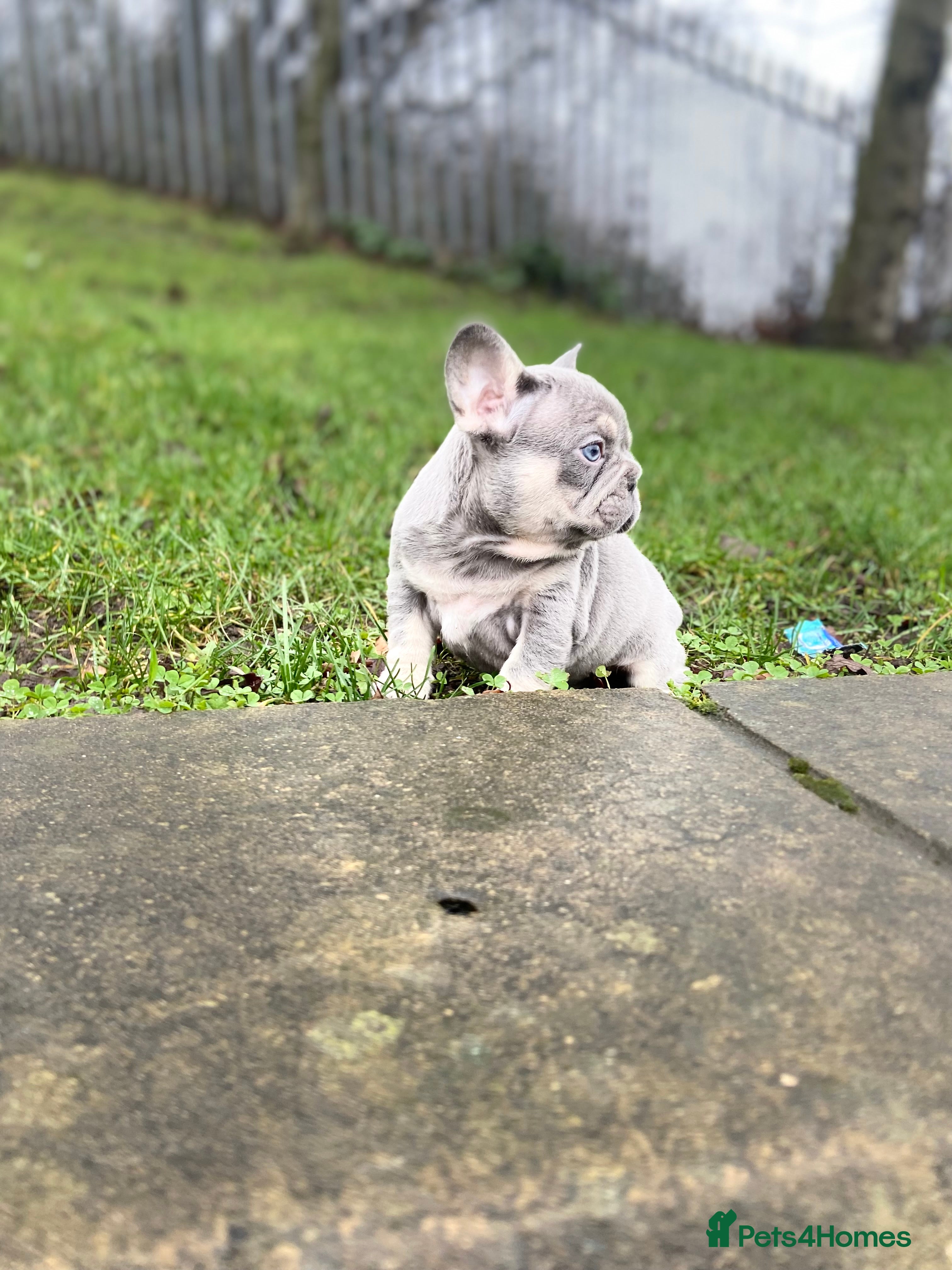 French Bulldog dogs Gorgeous French Bulldog Pups (KC Reg) - Advert 14