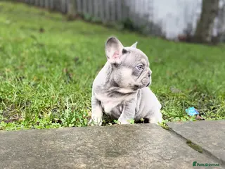 French Bulldog dogs Gorgeous French Bulldog Pups (KC Reg) - Advert 3