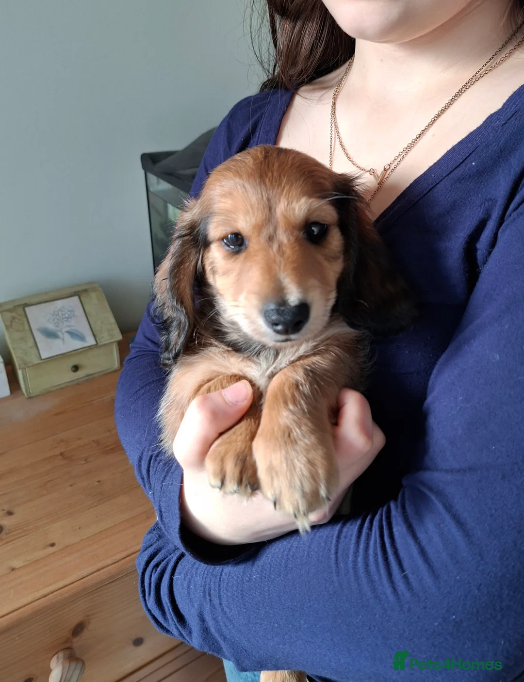 Miniature Dachshund dogs for sale: Long haired miniature dachshund puppy - Advert 5