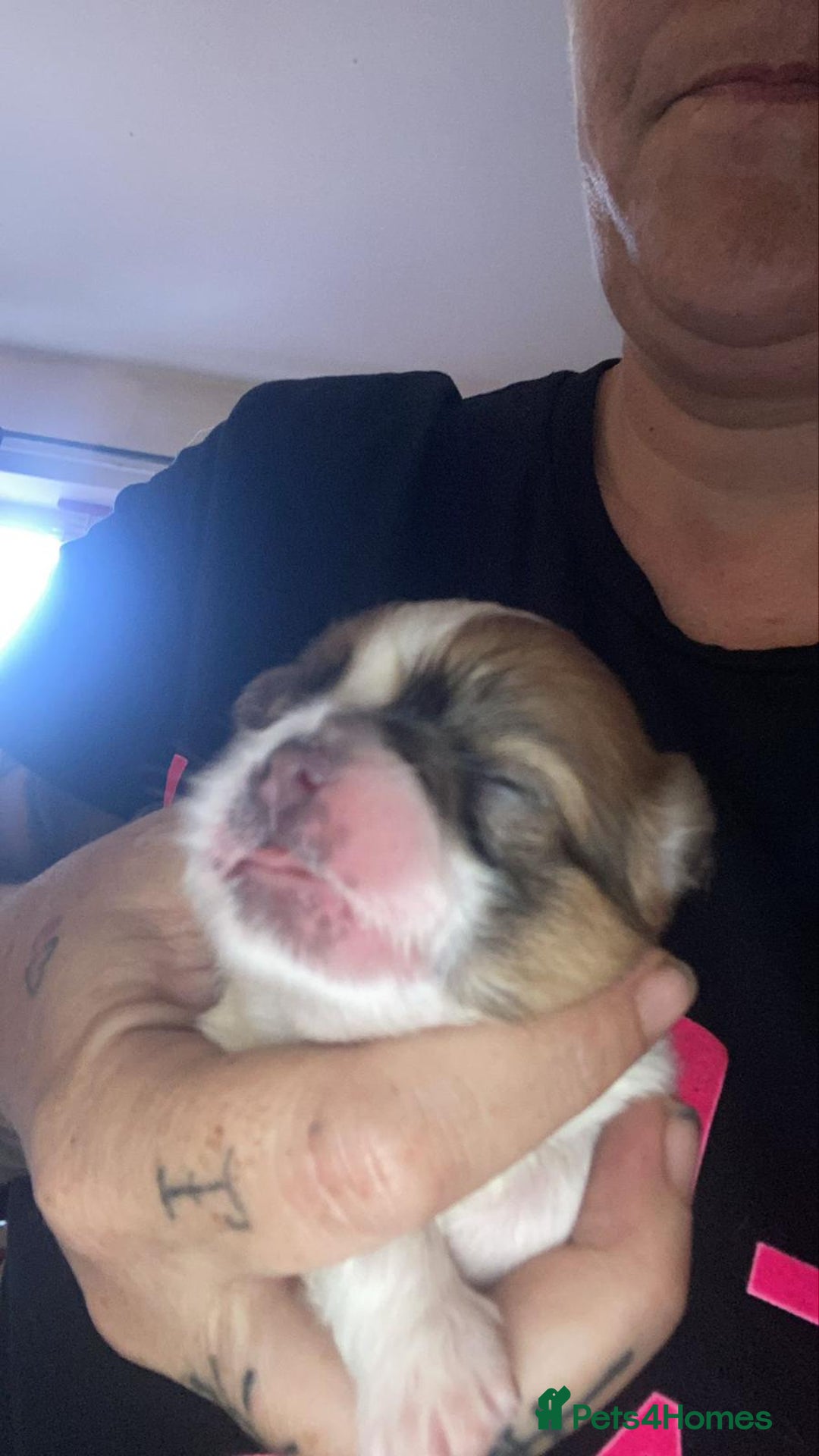 Mixed Breed dogs for sale: Shih Tzu X Frenchie - Image 2