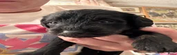 Schnoodle dogs for sale: 🐾 Adorable Schnoodle Puppies 🐾 - Advert 18