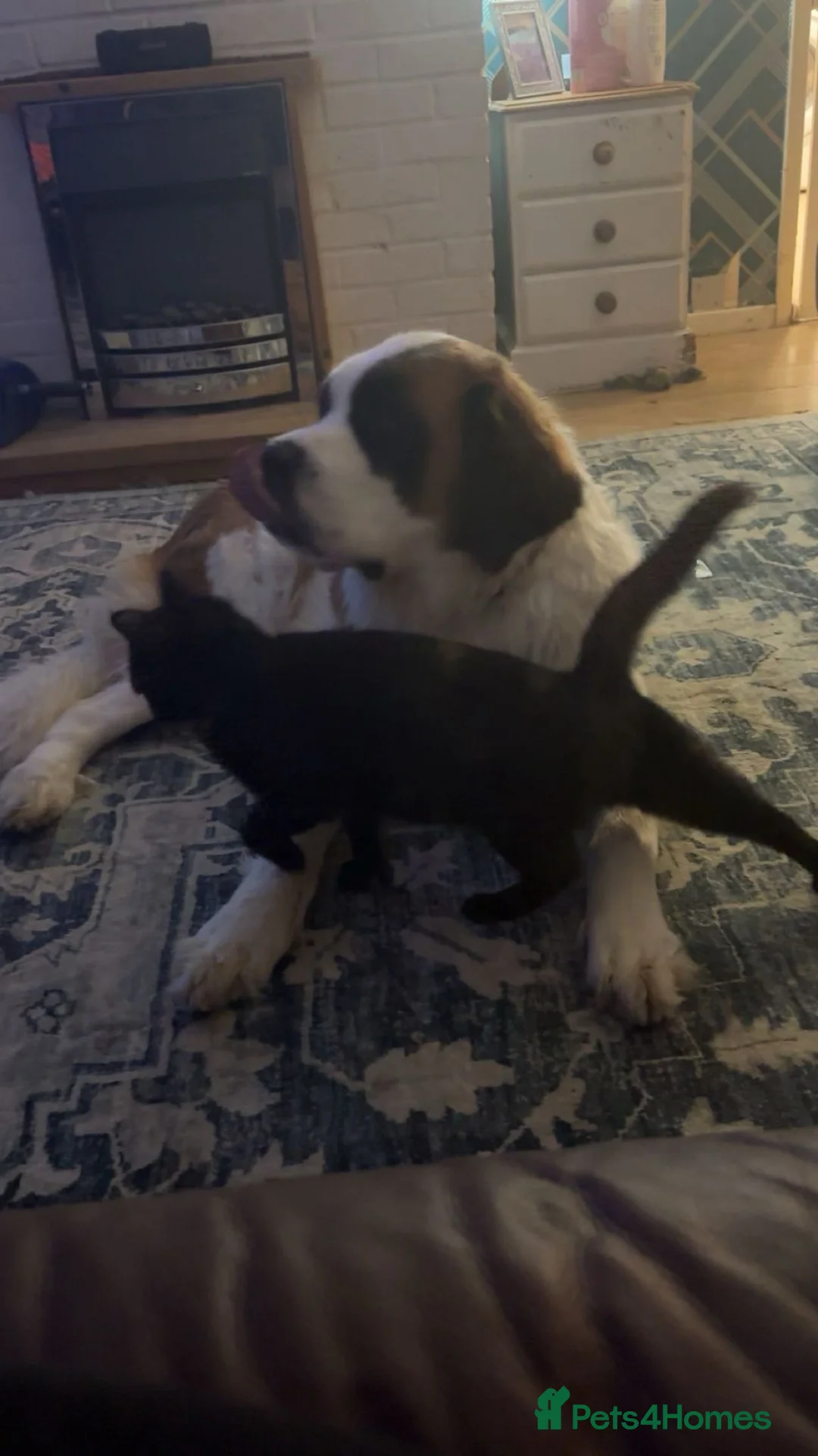 Saint Bernard dogs for sale: Female 2 year old Saint Bernard  - Advert 1