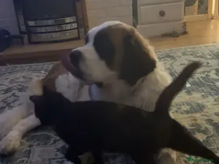 Saint Bernard dogs Female 2 year old Saint Bernard - Advert 3