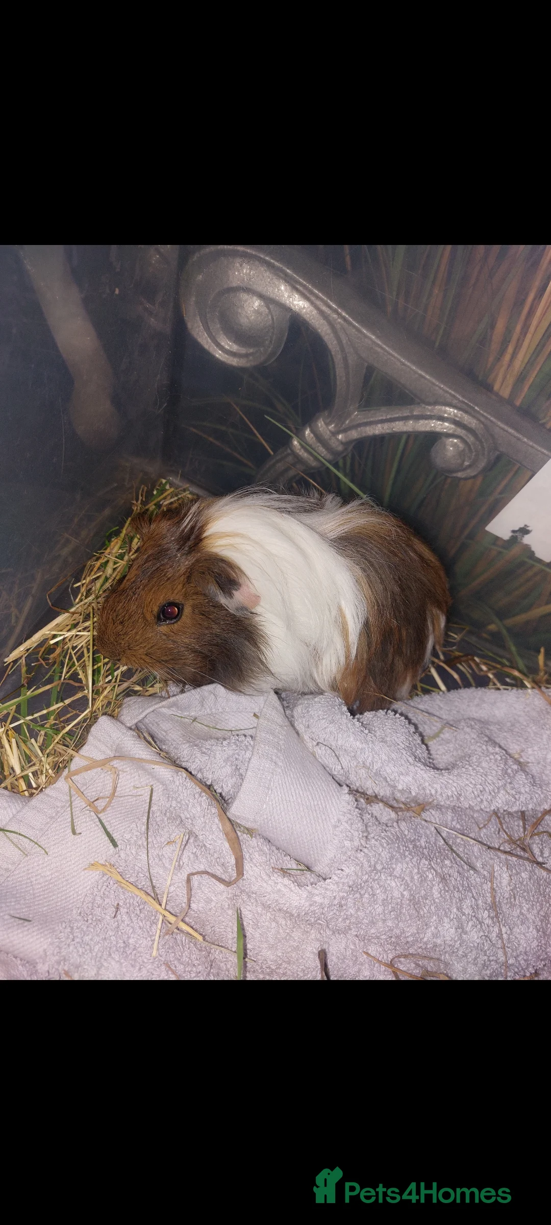 Guinea Pig rodents for sale: Young male guinea pig  - Advert 2