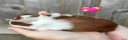 Guinea Pig rodents for sale: Baby Guinea Pigs for Sale  in Melton Mowbray - Advert 9