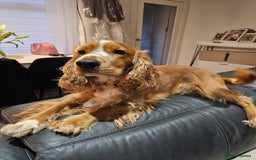 Cocker Spaniel dogs for stud: Golden Spaniel for stud - Image 5