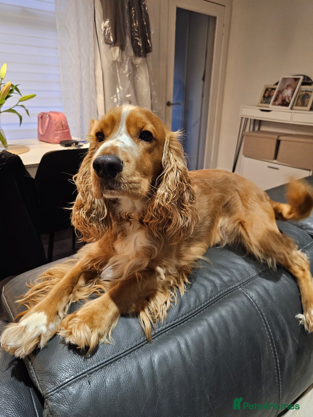 Cocker Spaniel dogs for stud: Golden Spaniel for stud - Image 5