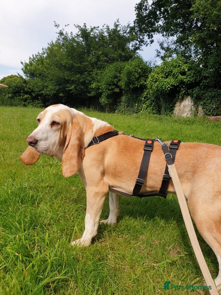 Mixed Breed dogs Lovely timid Sabueso Hound needing a dog friend - Advert 1