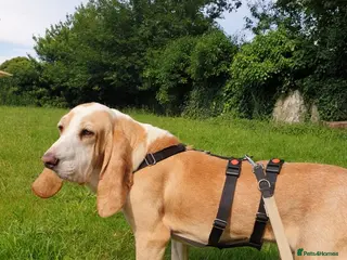 Mixed Breed dogs Lovely timid Sabueso Hound needing a dog friend - Advert 9