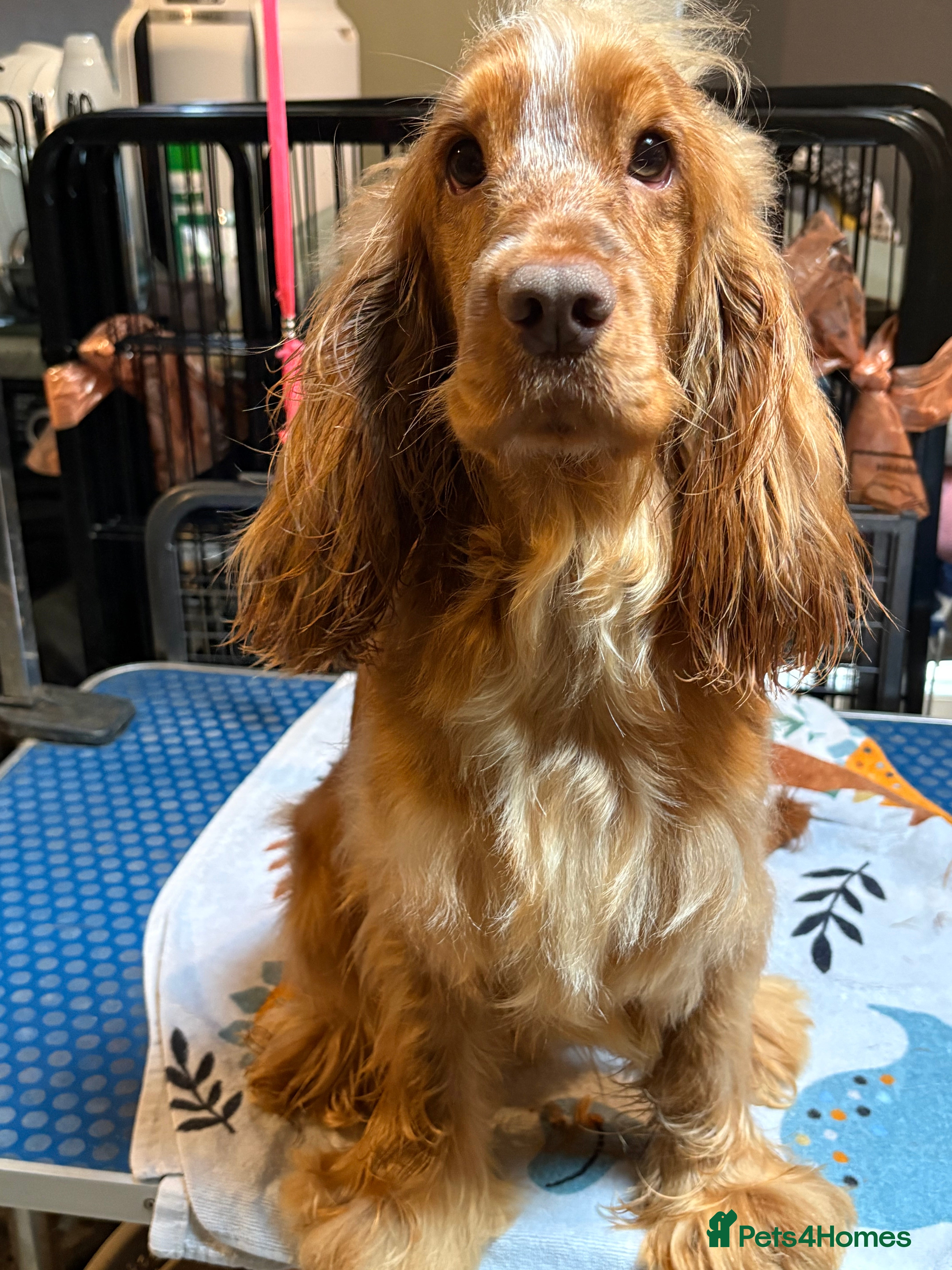 Cocker Spaniel dogs Handsome cocker spaniel  - Advert 1