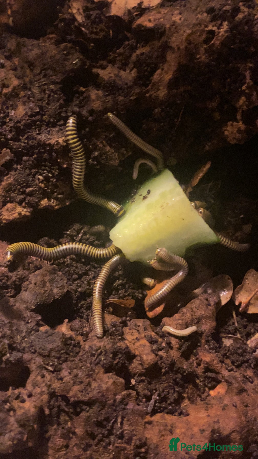 Mixed Breed invertebrates Mantis, millipedes , isopods , stick insects/eggs - Advert 7