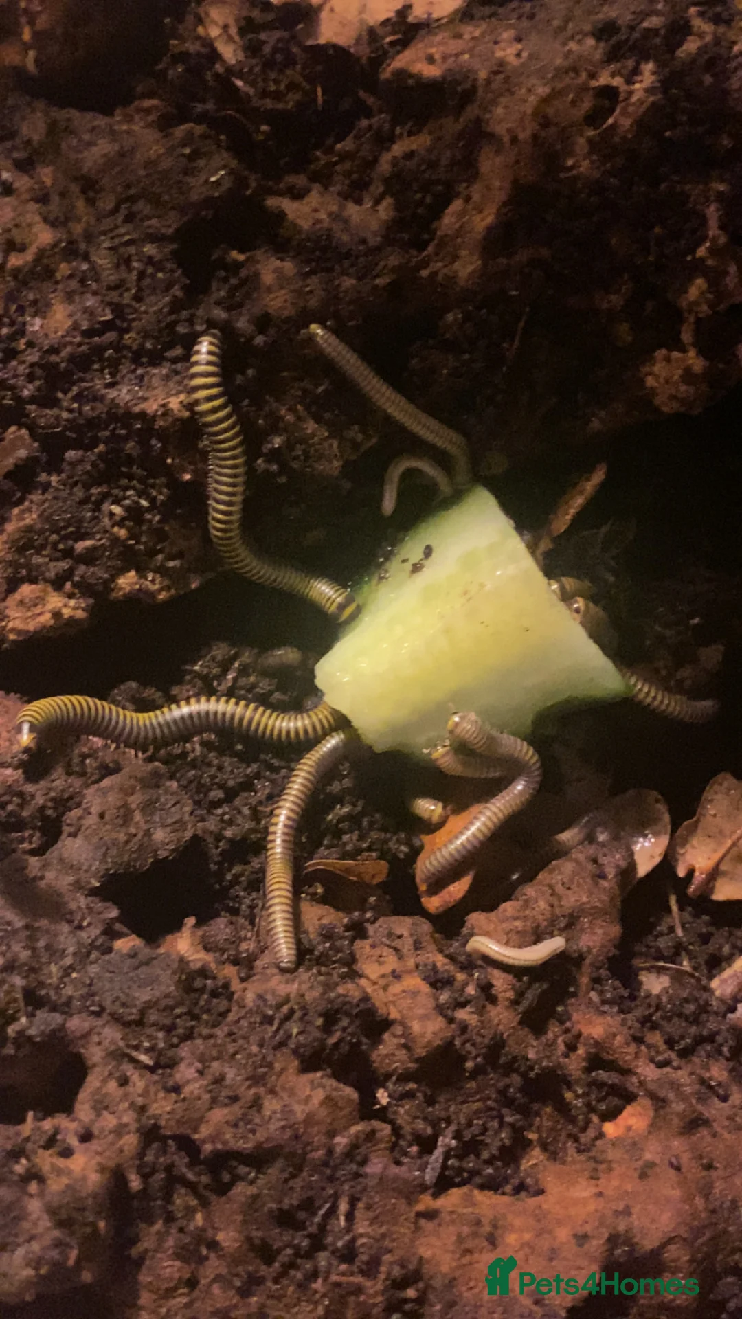 Mixed Breed invertebrates for sale: Mantis, millipedes , isopods , stick insects/eggs - Advert 1
