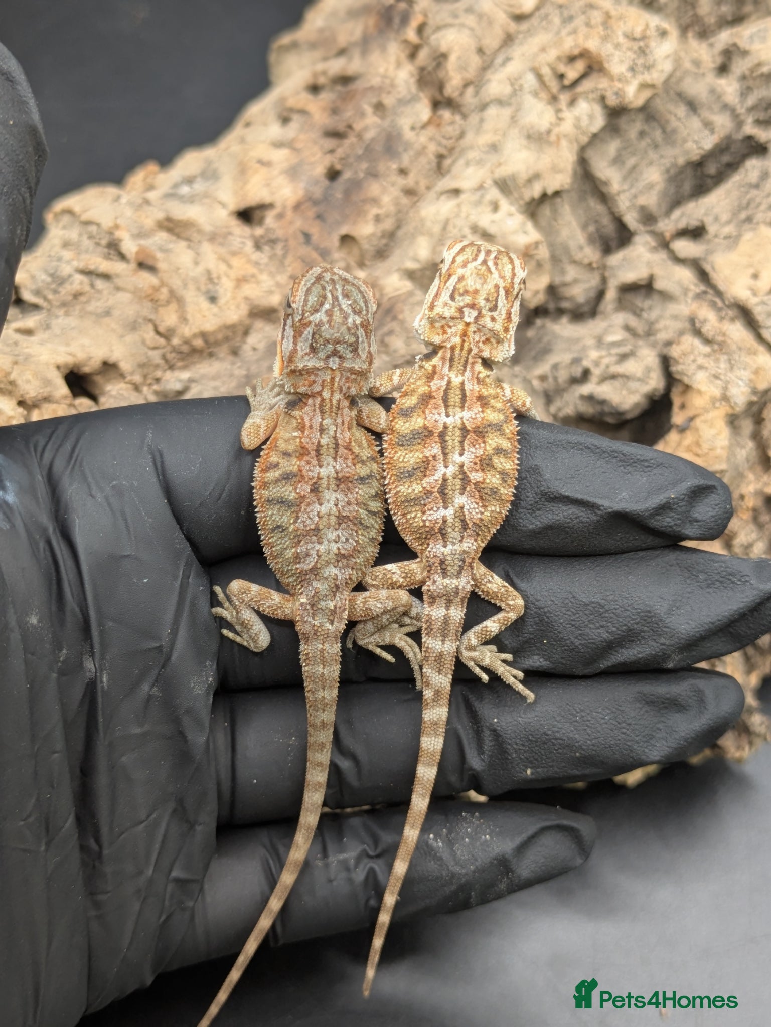 Bearded Dragon reptiles for sale: Mixed bearded dragons - Advert 8
