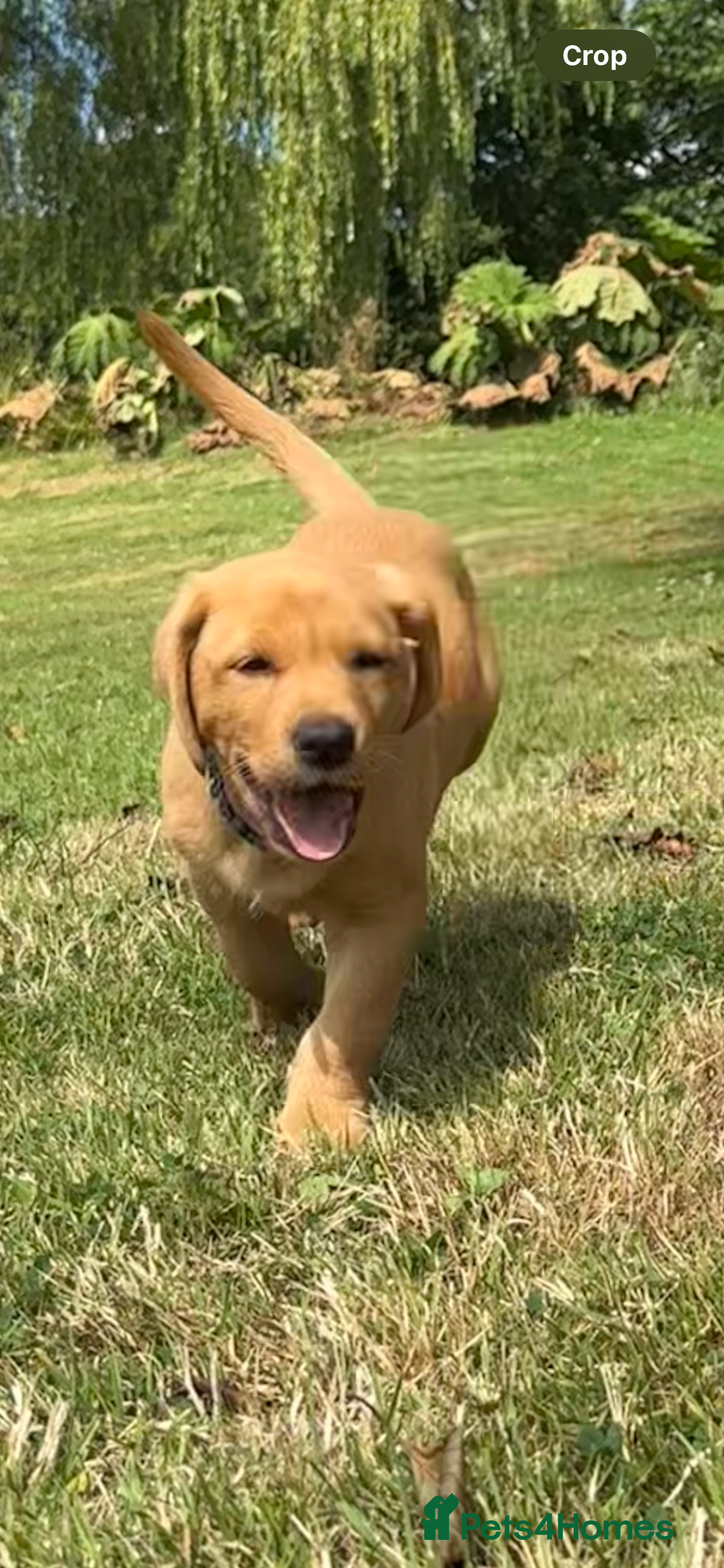 Labrador Retriever dogs for sale: Stunning Fox Red Labrador Puppies - Image 4