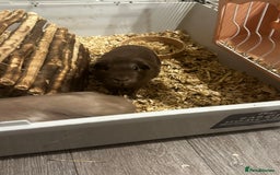 Guinea Pig rodents for sale: Guinea Pig Couple  - Image 2