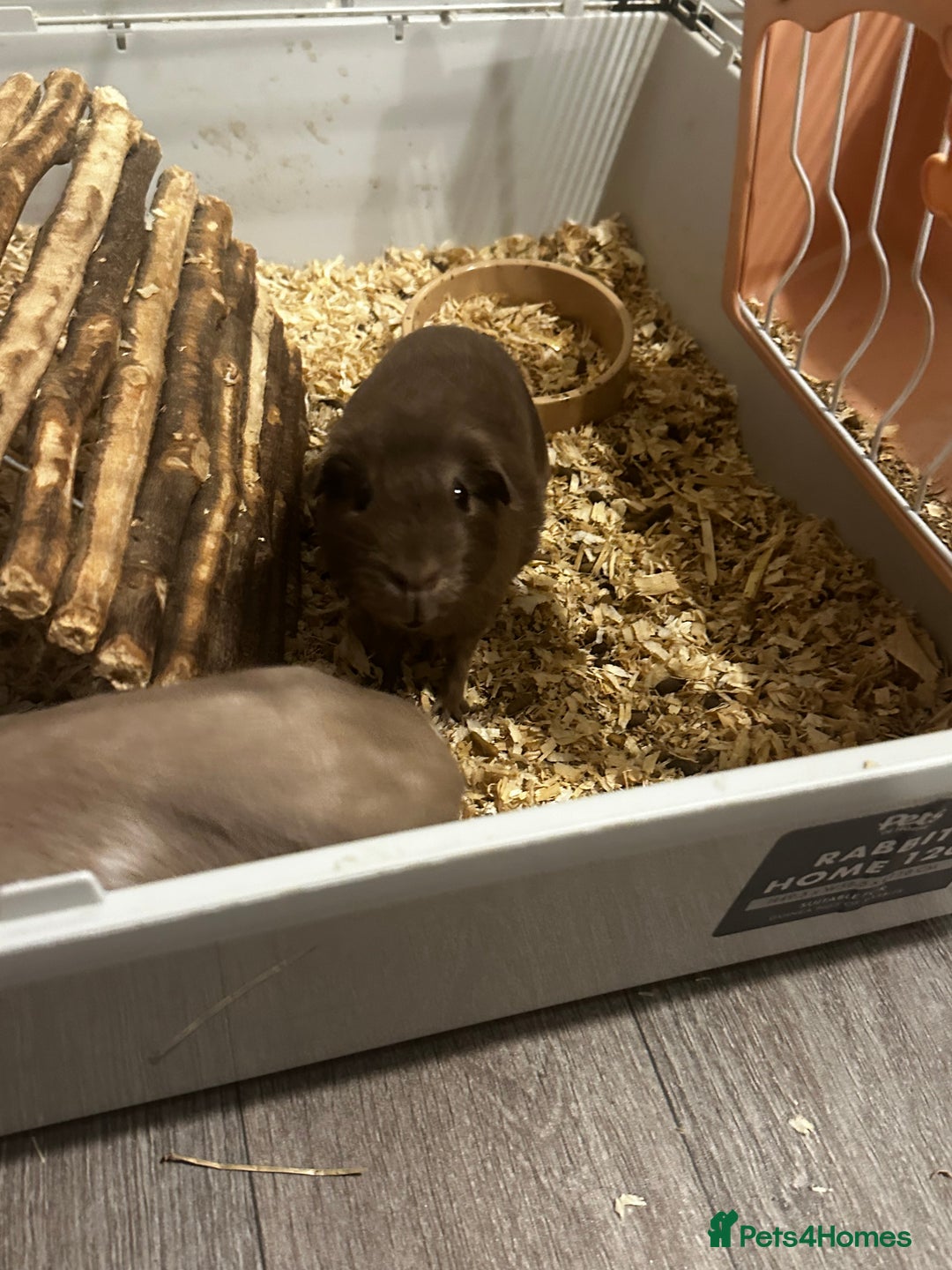 Guinea Pig rodents for sale: Guinea Pig Couple  - Image 2