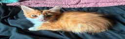 Mixed Breed cats for sale: Pretty mixed litter of kittens. - Advert 6