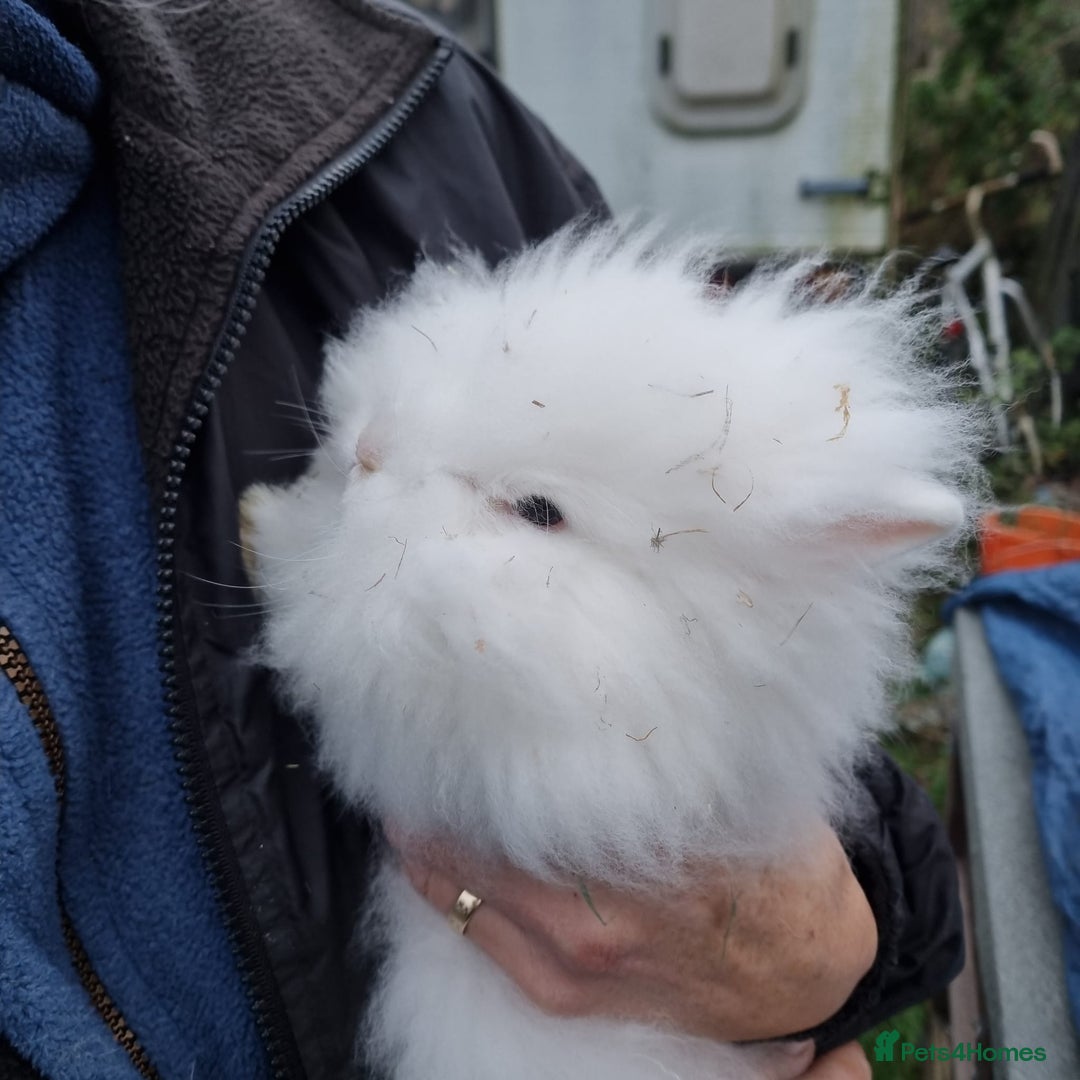 Lionhead rabbits for sale: 10 week old lionhead rabbits - Advert 2