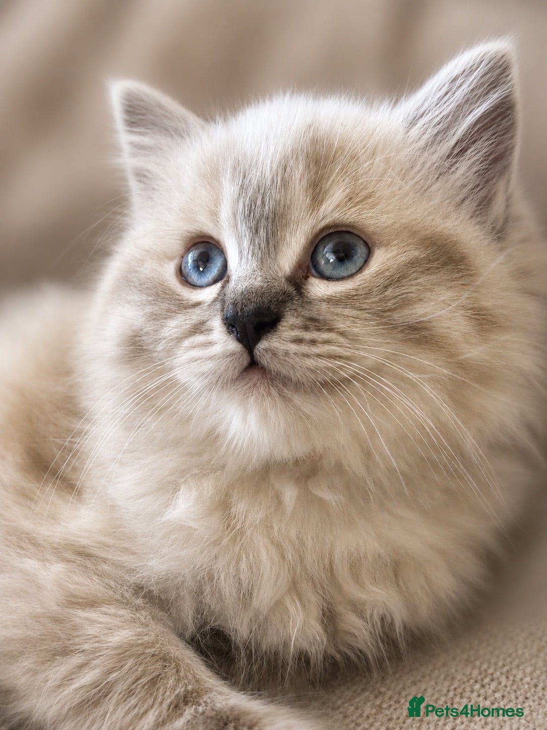 Ragdoll cats Stunning Pure Ragdoll kittens  - Advert 6