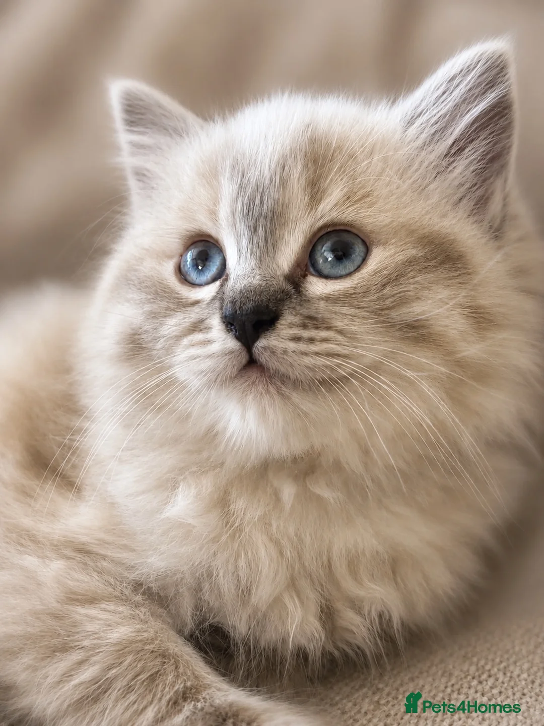 Ragdoll cats for sale: Stunning Pure Ragdoll kittens  - Advert 1