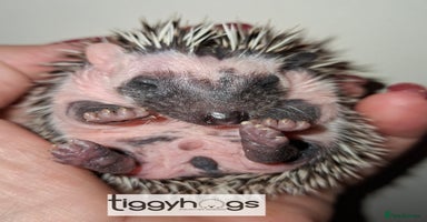 Pygmy Hedgehog rodents - Advert 14